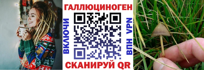 Галлюциногенные грибы Psilocybe Богородск
