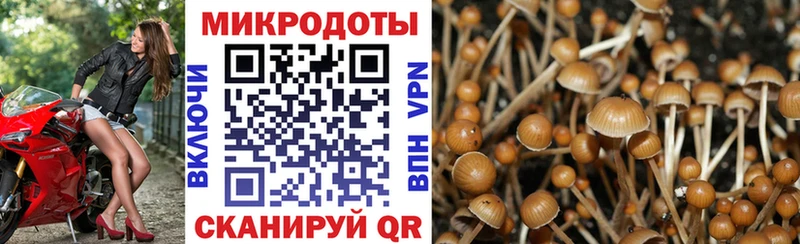 Галлюциногенные грибы Psilocybe  Богородск 